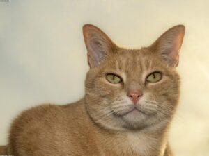 Read more about the article 貓應該吃什麼？