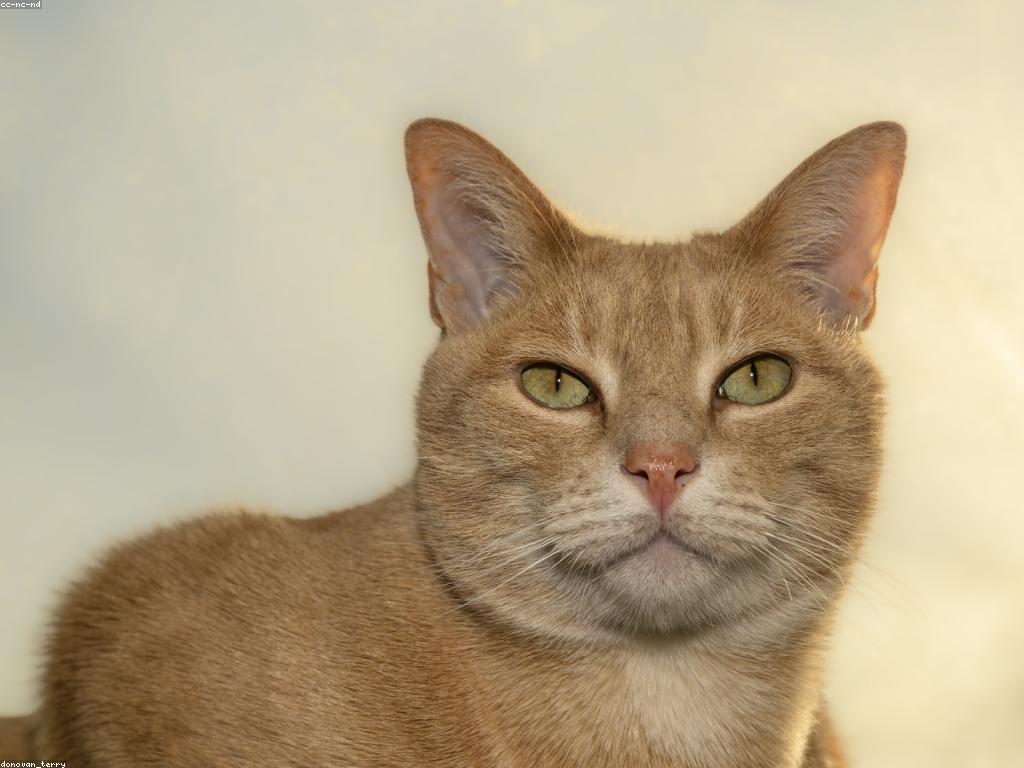 一隻貓正在享用濕糧罐頭的特寫