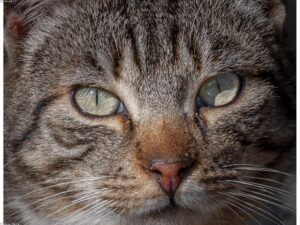 Read more about the article 健康的貓科動物：貓的必備健康產品