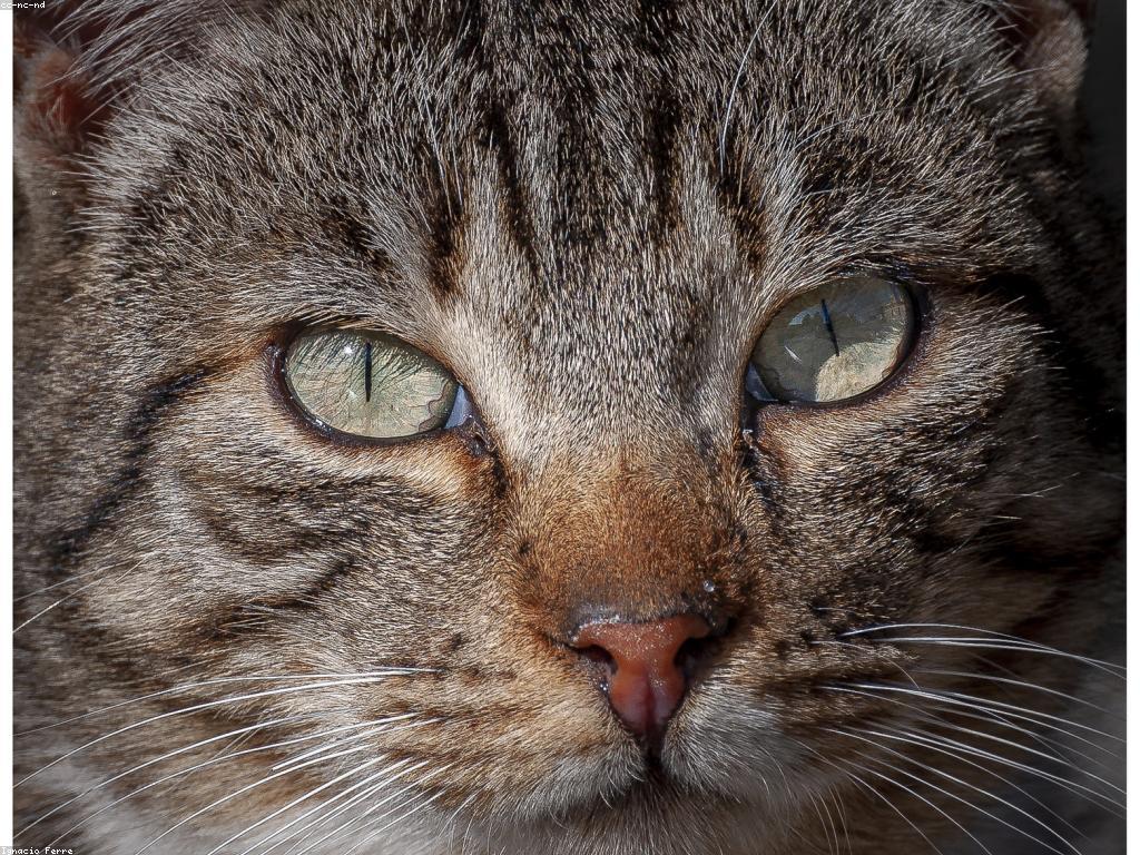 貓咪正在使用流動式飲水機飲水