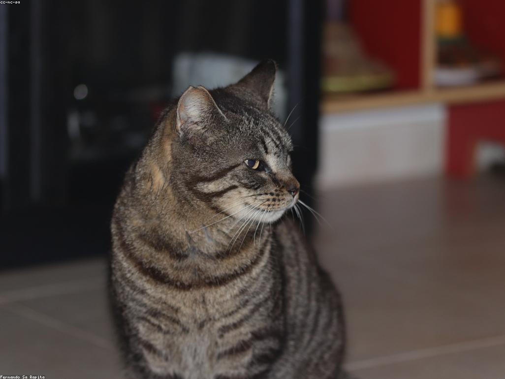 飼主與貓咪在餵食時的互動