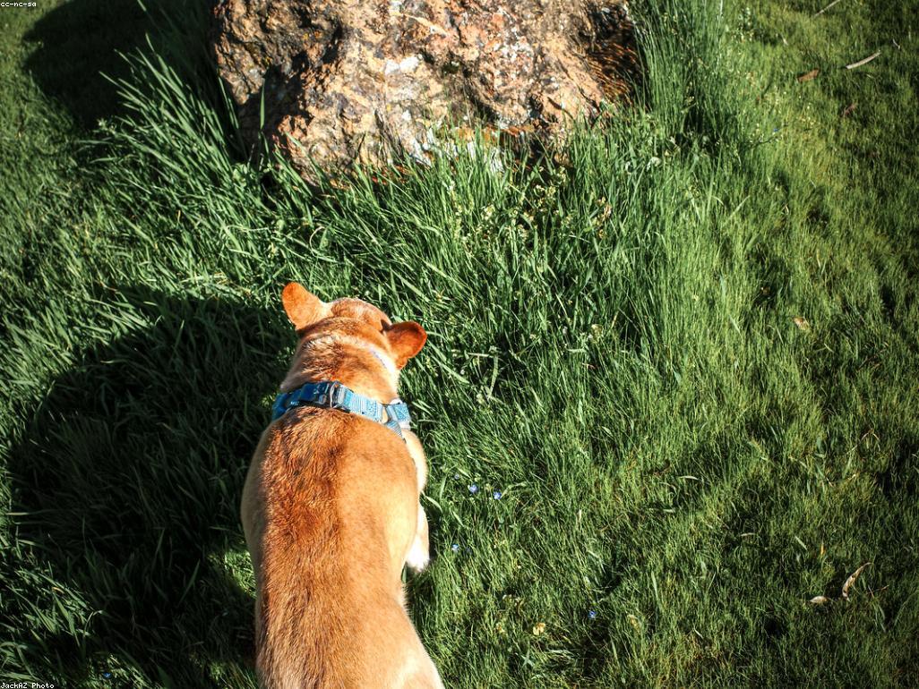 獸醫檢查貓咪健康