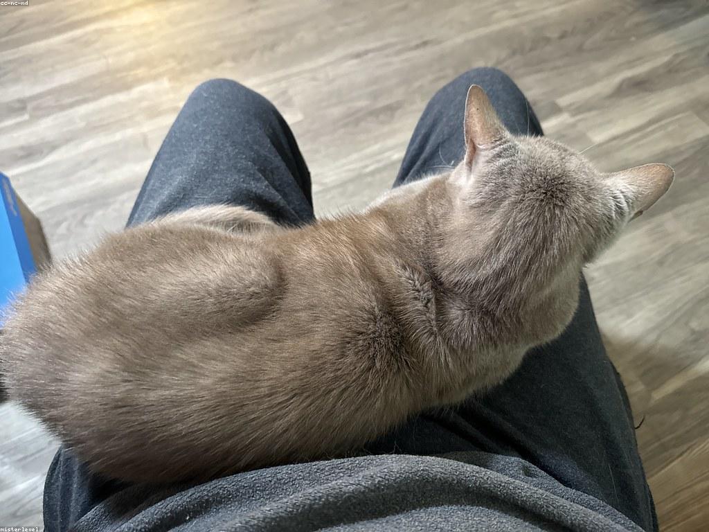 一隻坐在窗邊曬太陽的美麗三色貓，展示其獨特的黑、橘、白斑塊