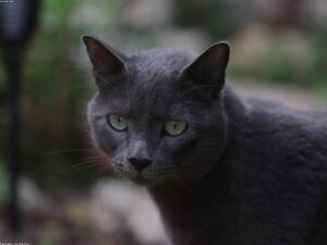 Read more about the article 常見的貓問題