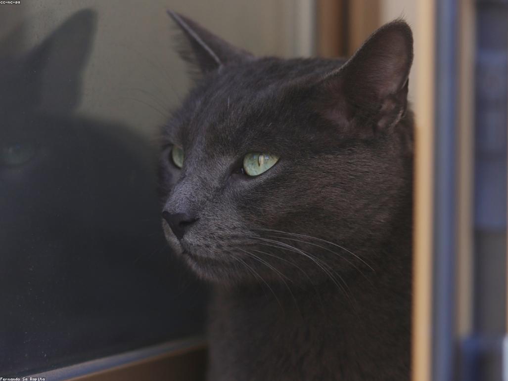 三色貓遺傳學圖解