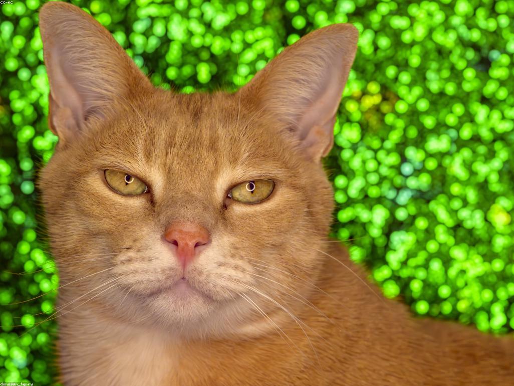 一隻貓咪溫柔地靠在一位看起來憂鬱的人類肩膀上