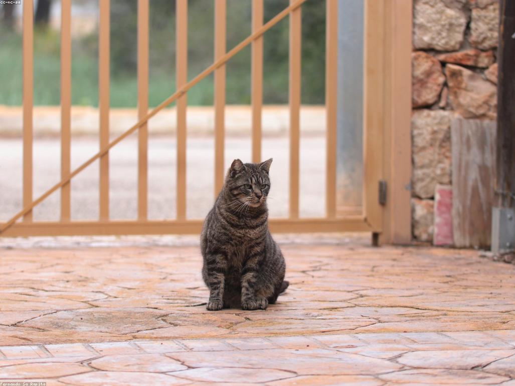 一隻貓正在享用濕糧罐頭的特寫