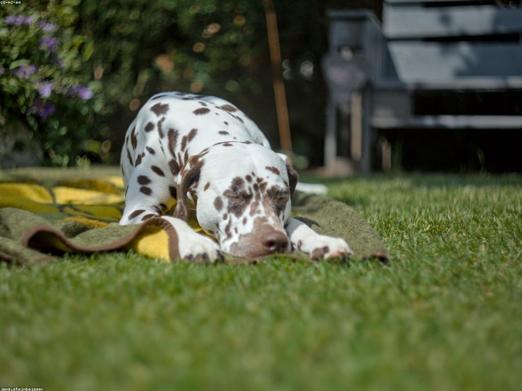 高品質貓咪濕糧與新鮮飲水