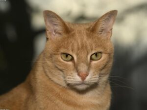 Read more about the article 購買小貓時要考慮什麼