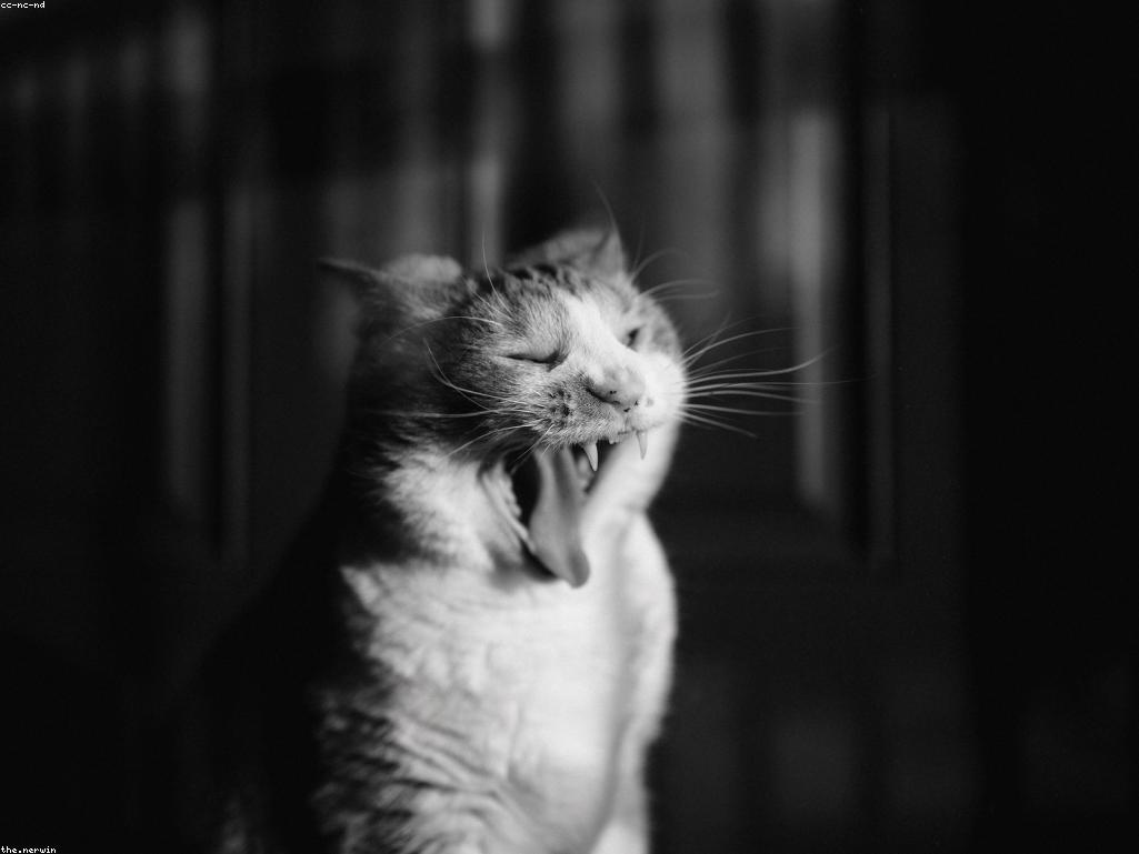 幼貓正在進食高品質貓糧