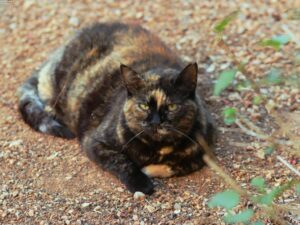 Read more about the article 創建貓友善的廁所設施