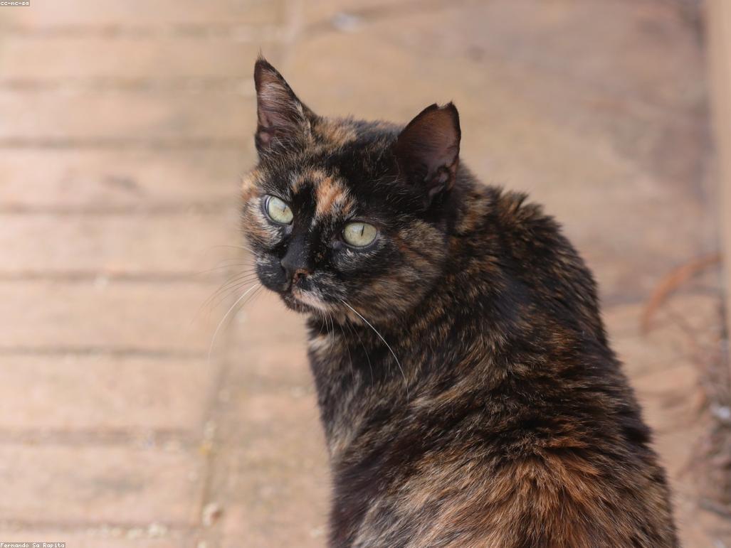 獸醫檢查貓咪牙齒的特寫