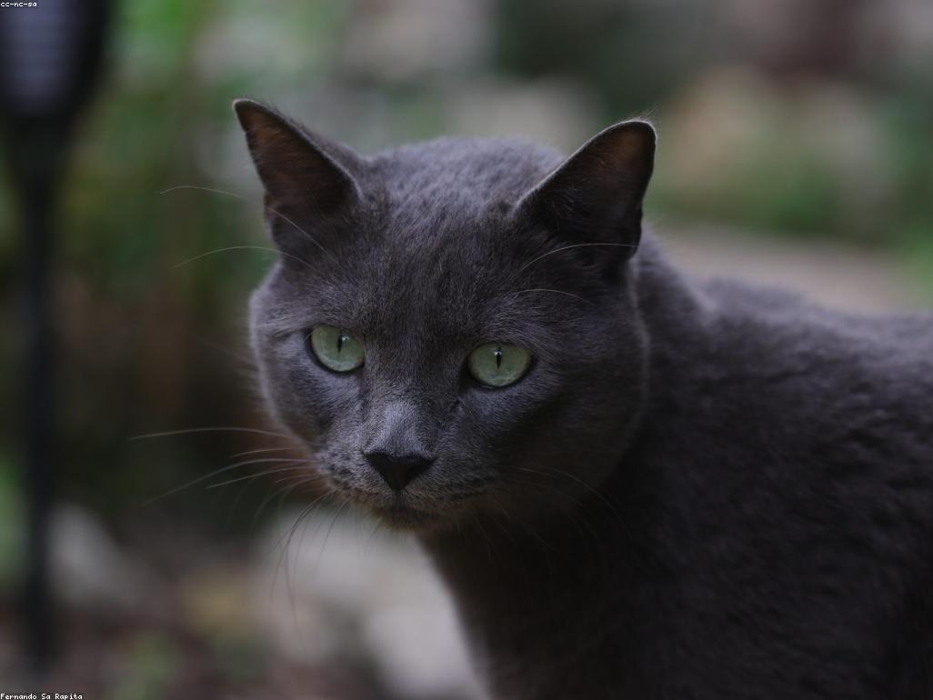 貓咪在陽光下舒適地伸展身體