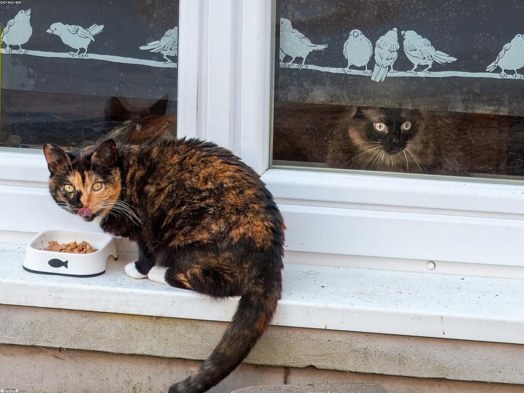 獸醫正在為貓咪進行健康檢查