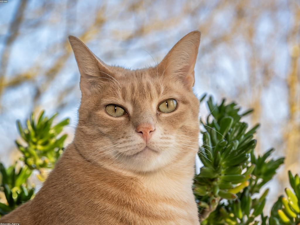 使用誘捕籠安全捕獲野貓的過程