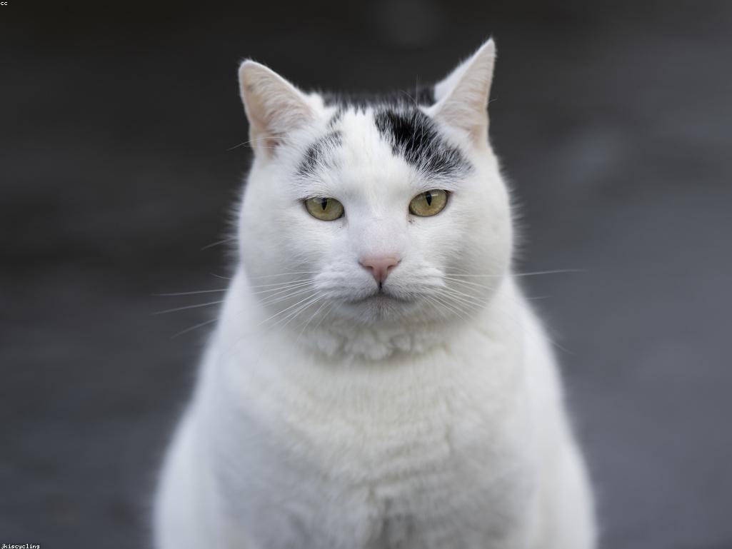 舒適的室內貓咪環境佈置示意圖