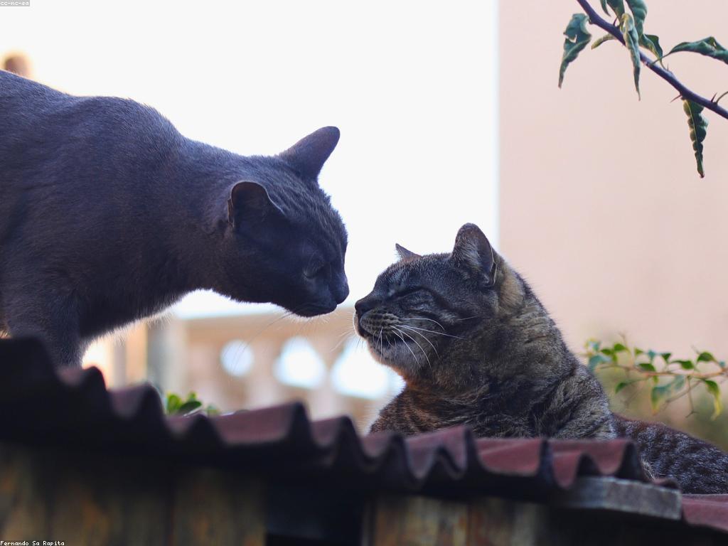 獸醫師正在為貓咪進行腹部超音波檢查以診斷膀胱結石