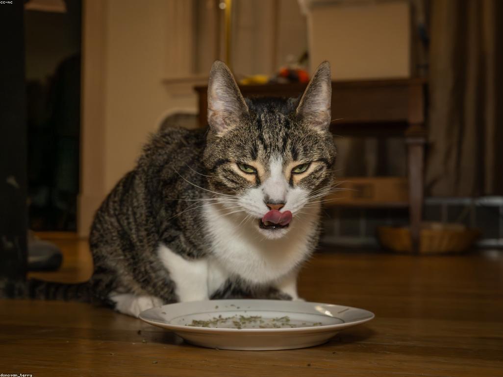 志工正在為幼貓進行人工餵奶