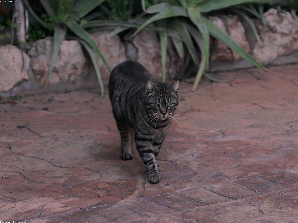 健康的貓咪飲食與水碗