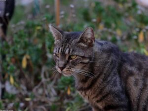 Read more about the article 小貓季節