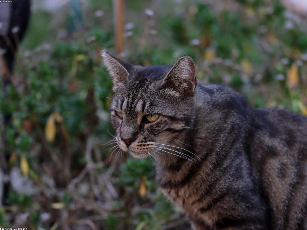 獸醫正在檢查一隻剛獲救的幼貓
