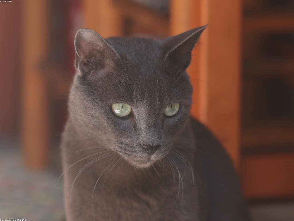 貓咪在充滿綠意的貓花園中攀爬木製跳台