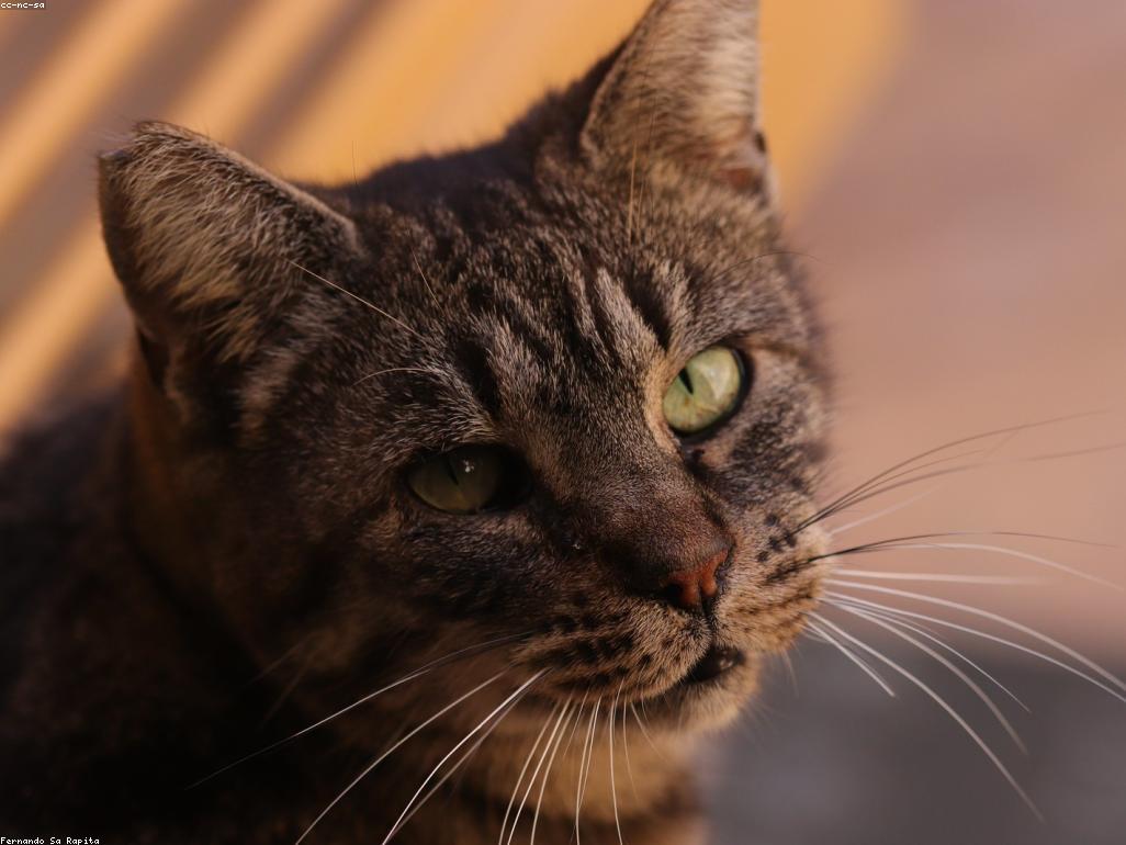 流浪貓在室內環境中逐漸適應並玩耍