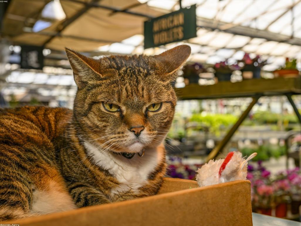 飼主與貓咪在溫馨客廳互動大笑