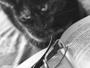 Read more about the article 他們帶來了一隻「野貓」來幫助她，一旦她開始信任，她就會變得絕對有魅力