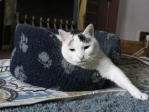 Read more about the article 如何處理流浪貓、野貓或走失的貓