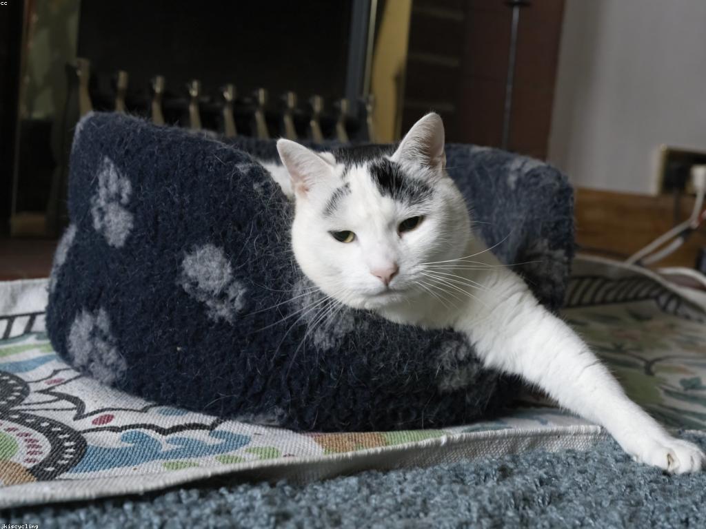 獸醫正在檢查一隻流浪貓的耳朵和被毛狀況