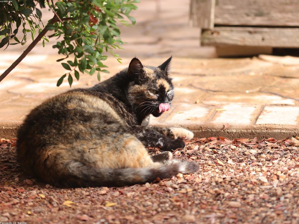 獸醫正在為幼小的印花布小貓進行健康檢查