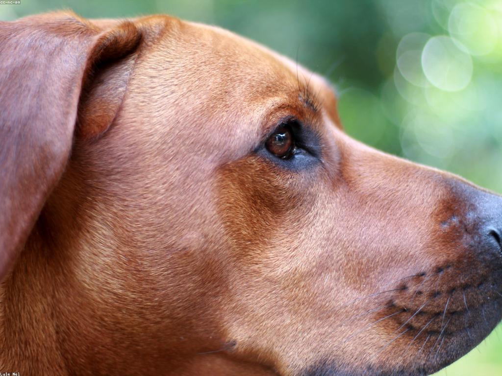 獸醫正在為貓咪進行聽診檢查