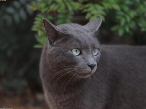 Read more about the article 貓咪膀胱結石手術：費用和預期結果贊助