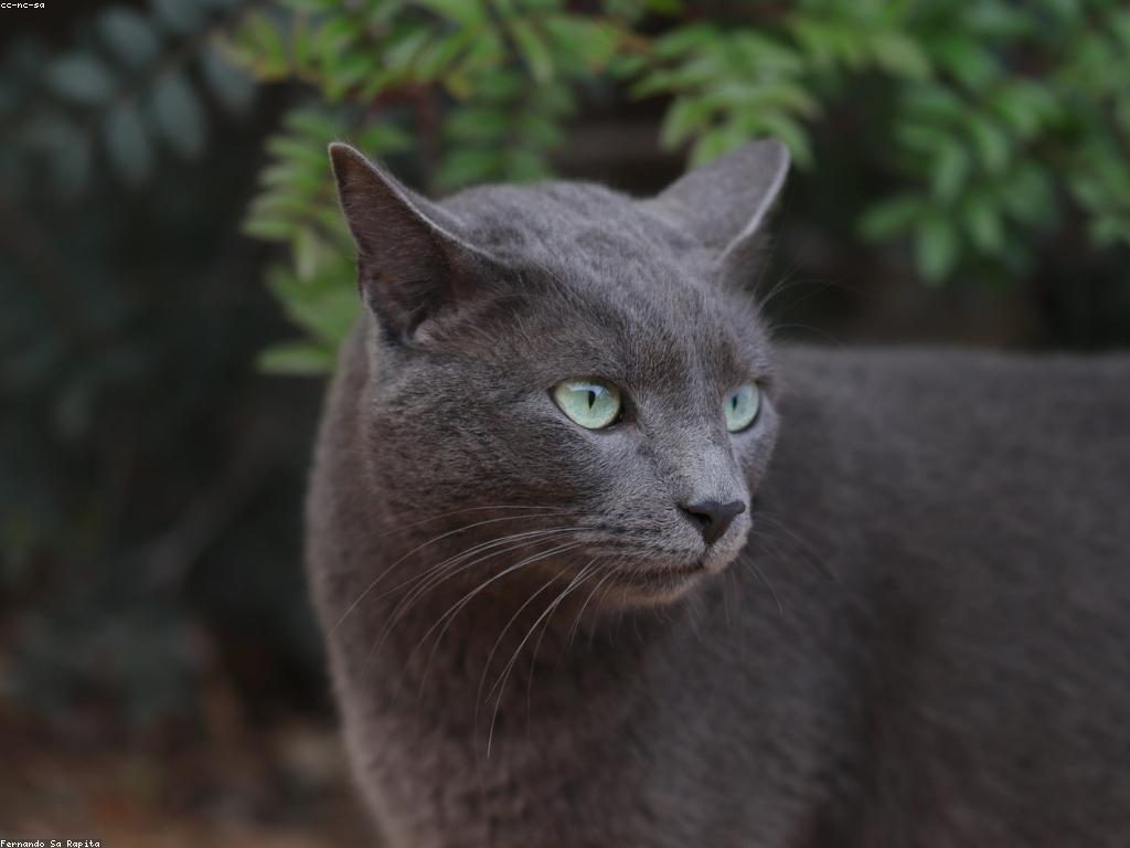 貓咪膀胱結石X光診斷圖