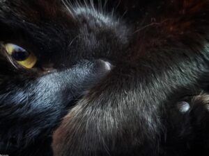 Read more about the article 找貓的建議？我們經過獸醫批准的指南重點關注從如何照顧小貓到丟失貓後該怎麼辦等各個方面。