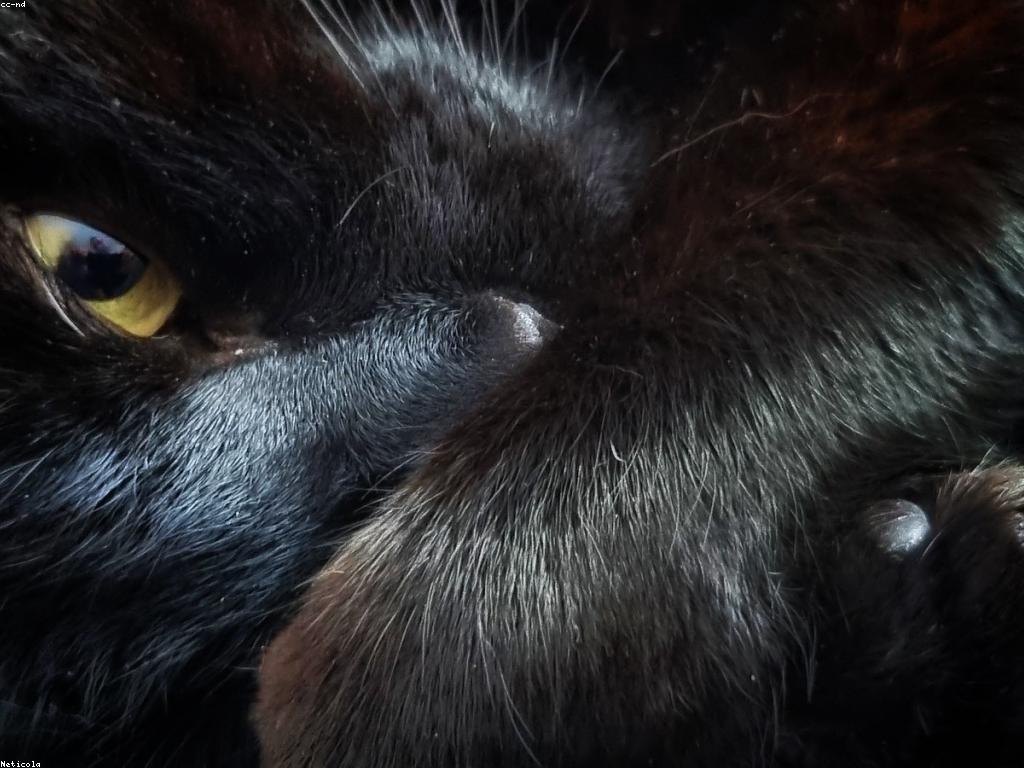 獸醫正在為一隻可愛的幼貓進行健康檢查