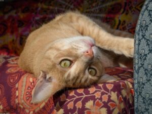 Read more about the article 貓糖尿病：症狀、診斷、治療