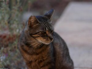 Read more about the article 他們帶來了一隻「野貓」來幫助她，一旦她開始信任，她就會變得絕對有魅力