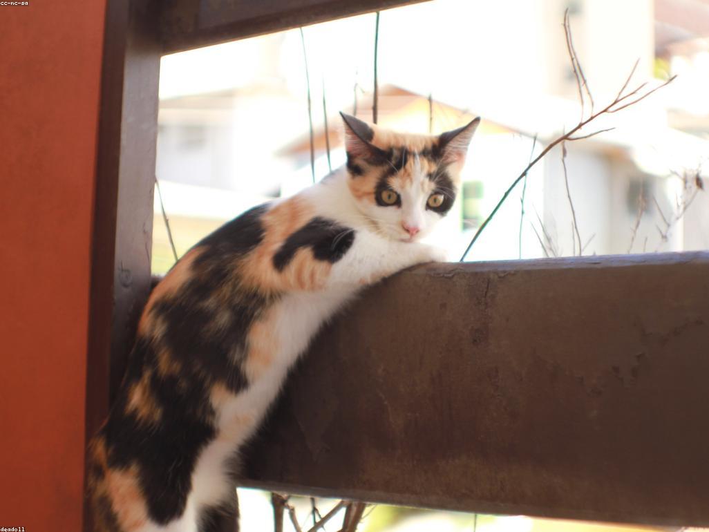 不同品種的印花布貓對比圖