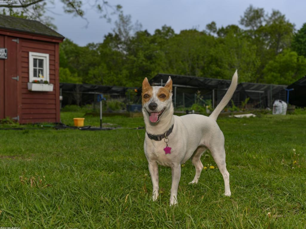 飼主正在閱讀寵物保險合約條款
