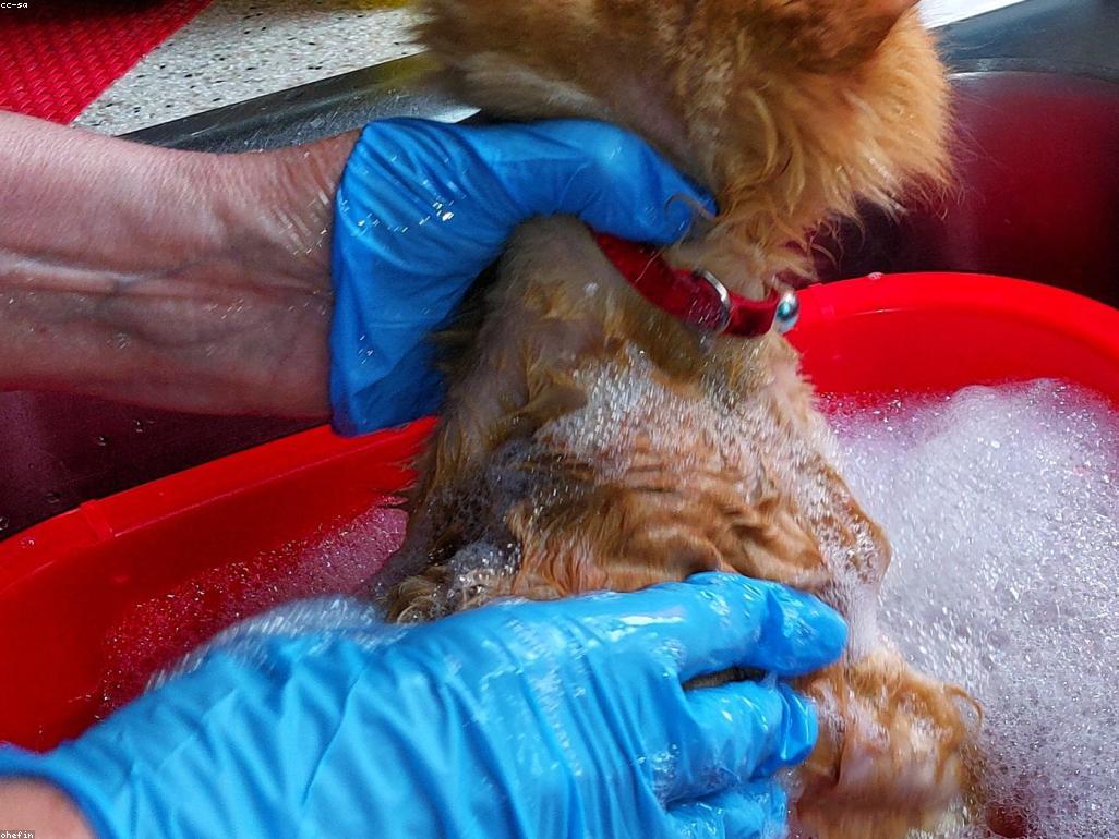 飼主與貓咪進行互動遊戲