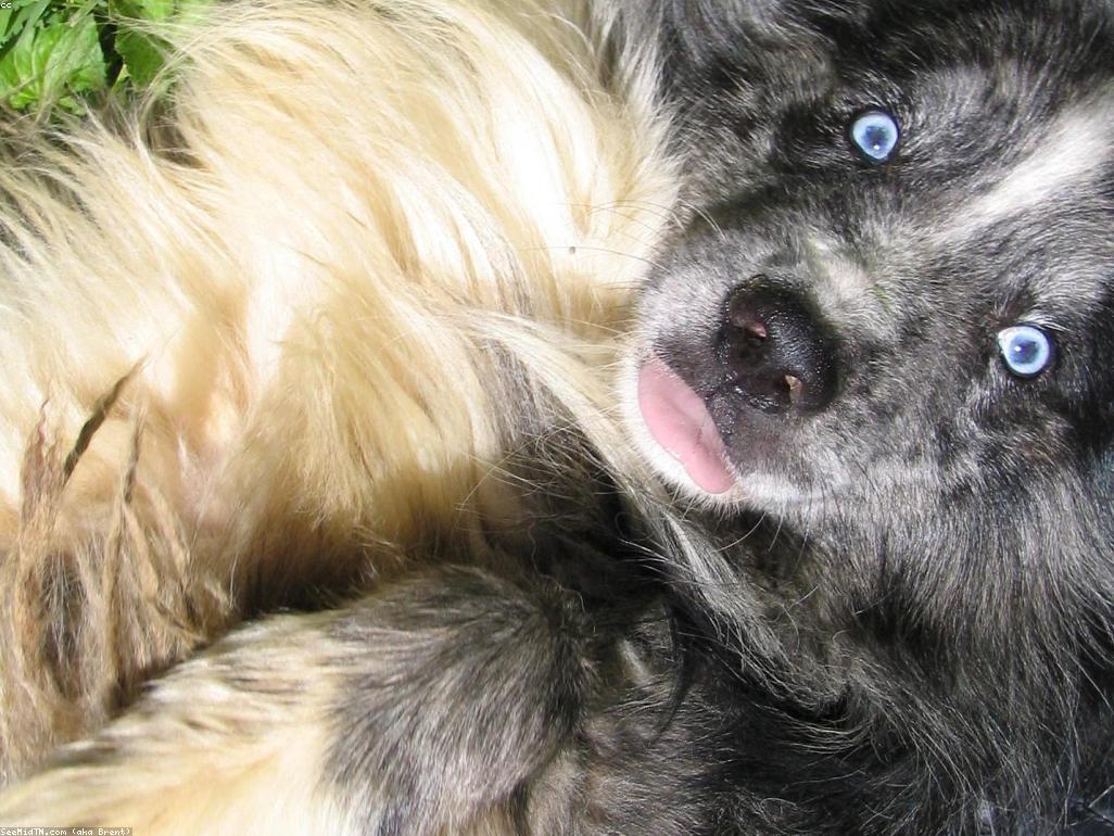 貓咪在舒適安全的居家環境中玩耍