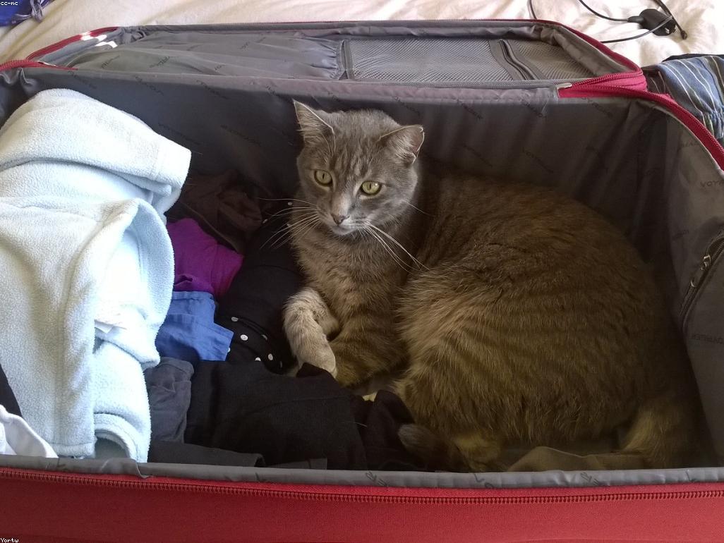 飼主與老年貓親密互動的溫馨畫面