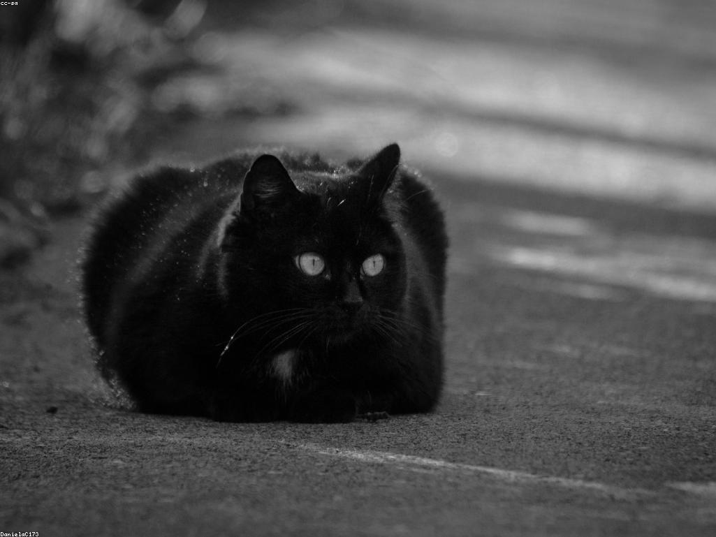 貓咪在電腦鍵盤上睡覺的滑稽樣子