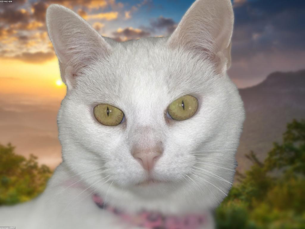 貓咪在充滿陽光的窗邊展現優雅姿態