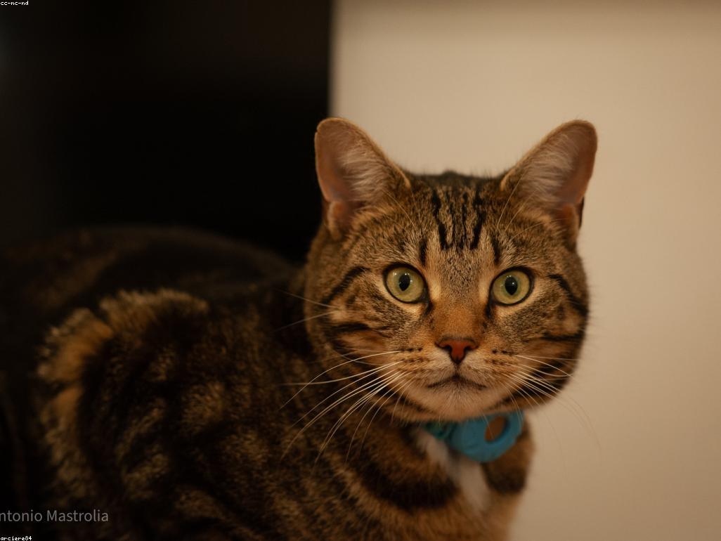 貓咪在室內玩益智餵食器進行腦力訓練