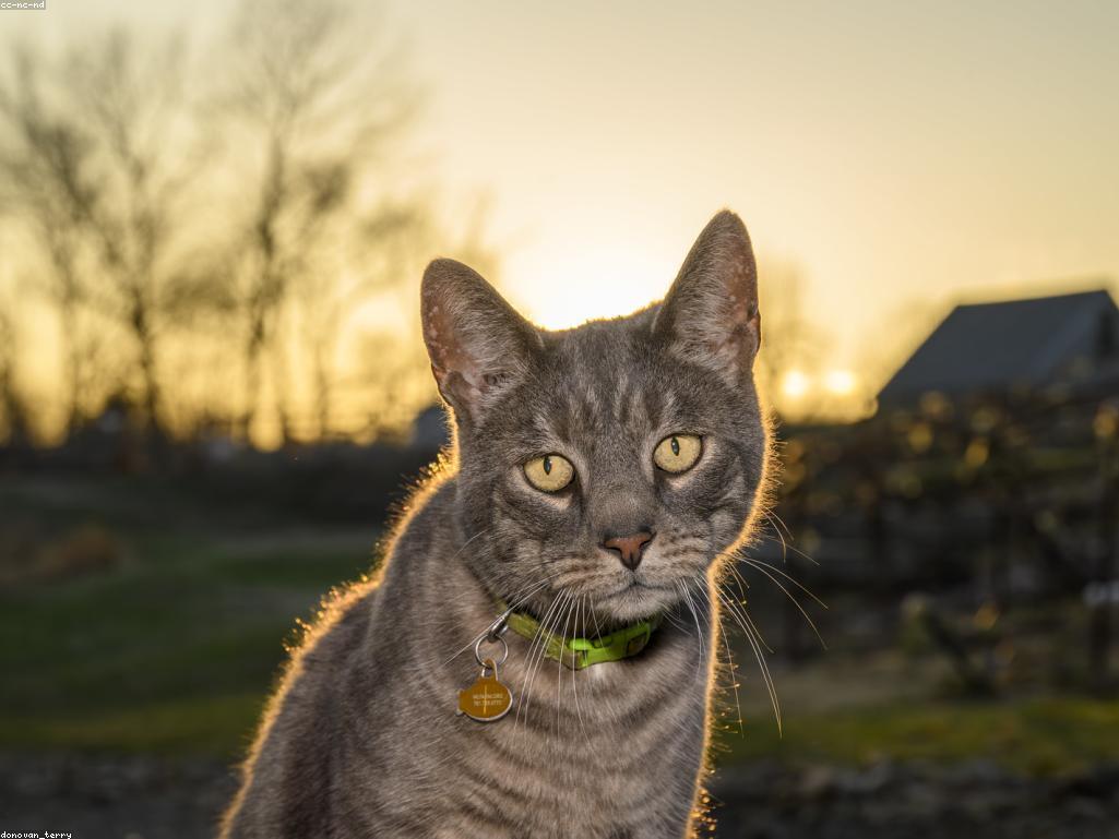 貓咪牙齒吸收症與牙結石的對比圖