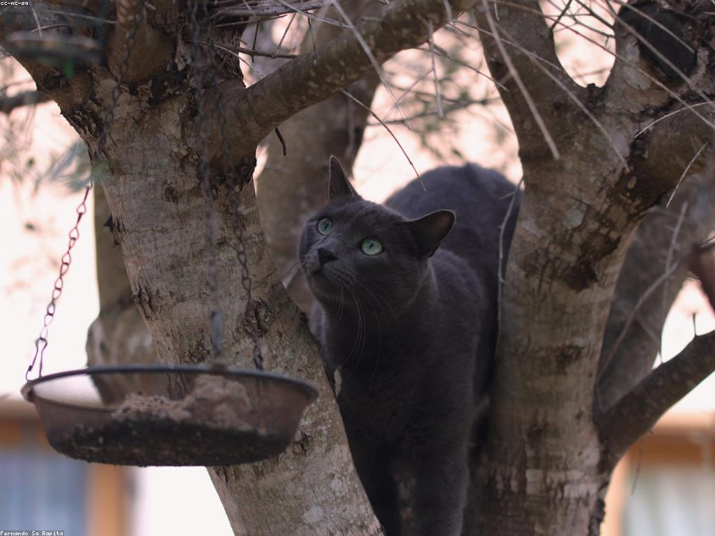 術後康復中的貓咪