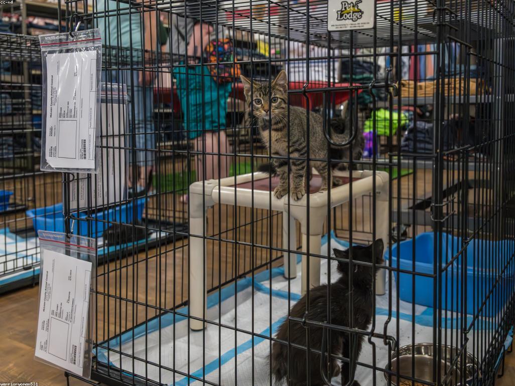 一隻被收養的流浪貓在溫馨的室內環境中休息